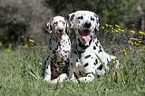 DALMATIEN 077